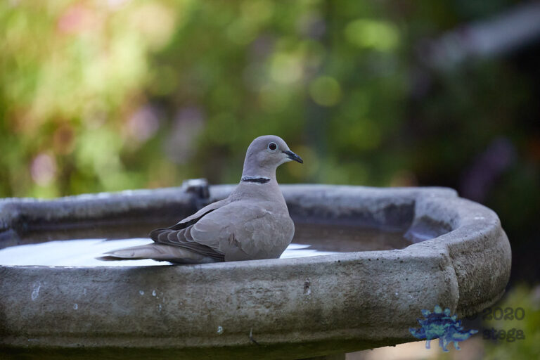 Eurasian Collared Dove