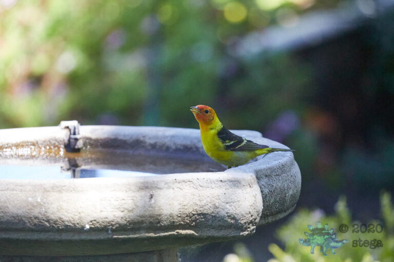 Western Tanager