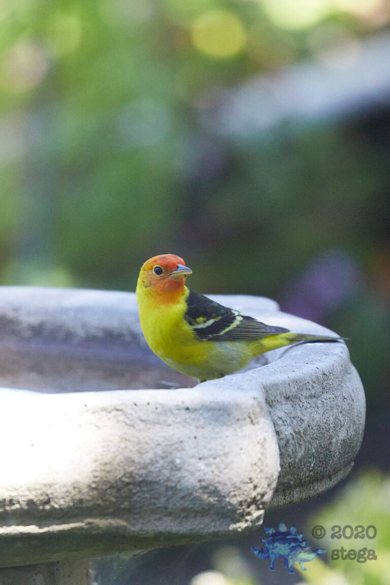 Western Tanager