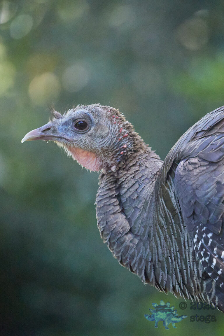Turkey