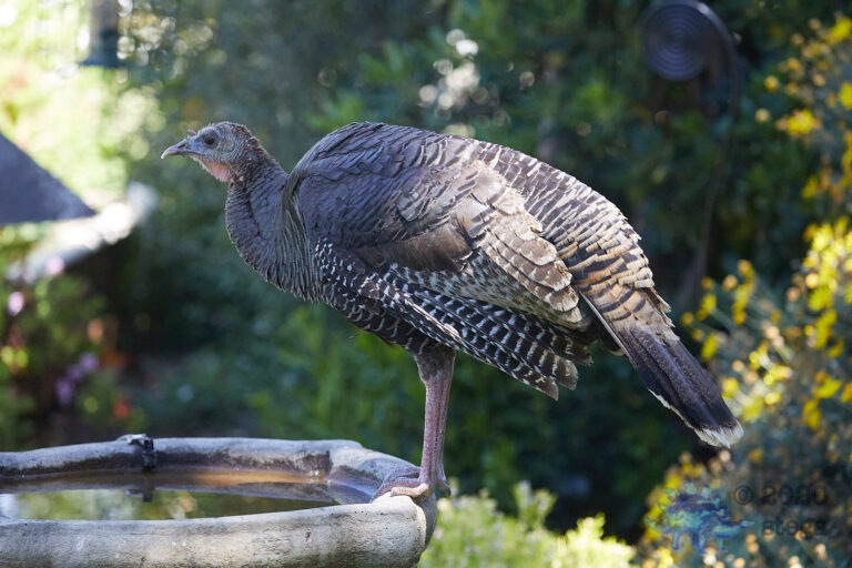 Wild Turkey