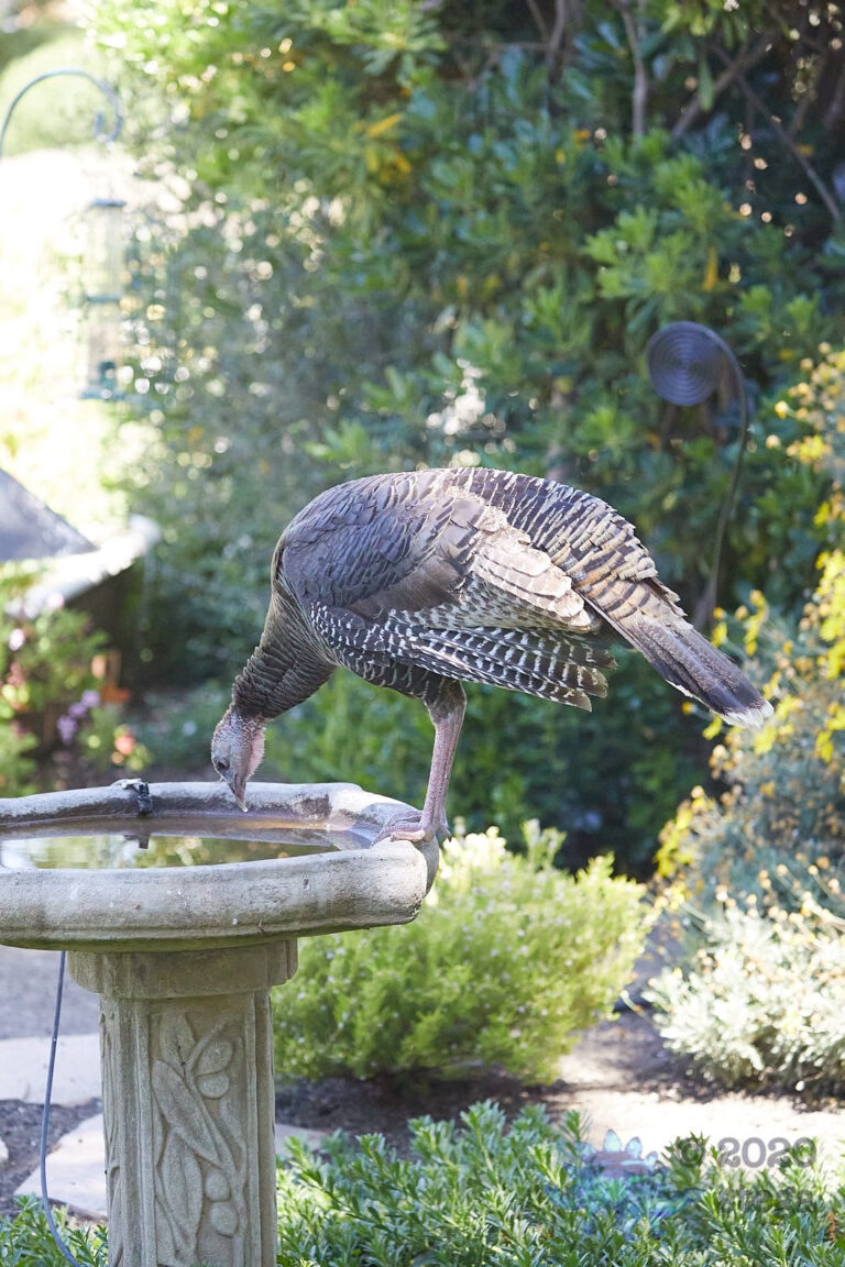 Wild Turkey