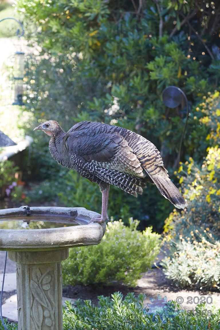 Wild Turkey