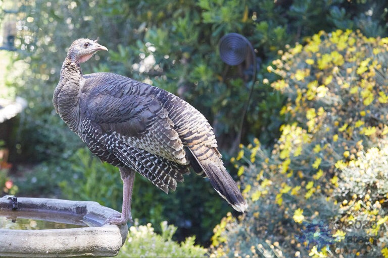 Wild Turkey