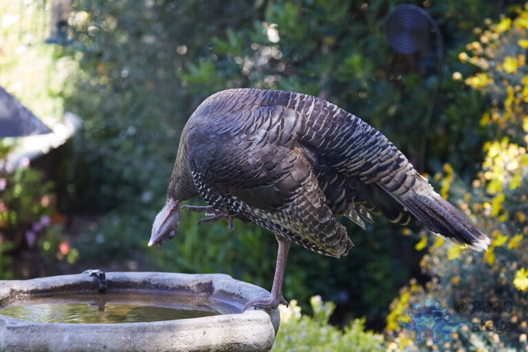 Wild Turkey
