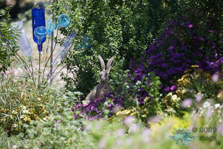 Western Hare