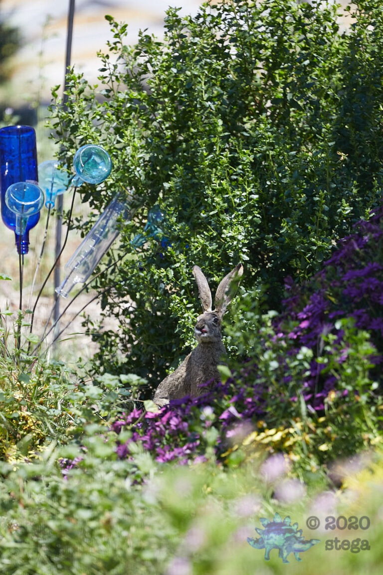 Western Hare