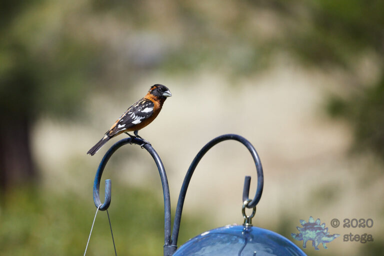 Black-headed Grosbeak