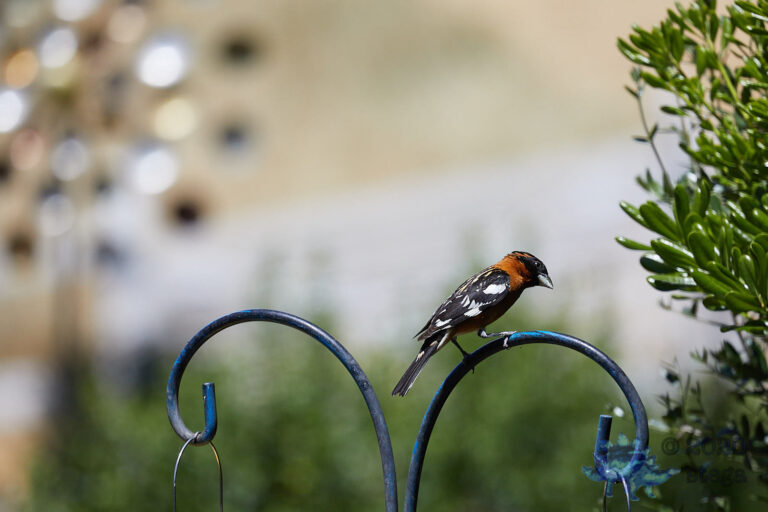 Black-headed Grosbeak