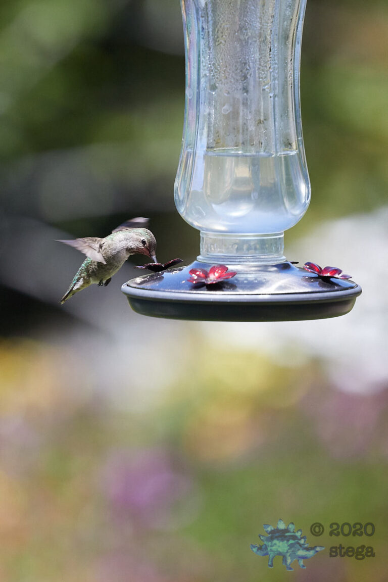 Anna’s Hummingbird