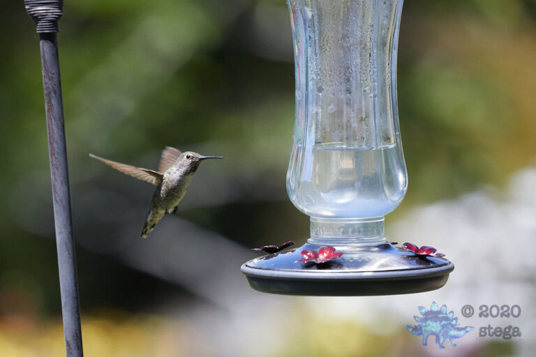 Anna’s Hummingbird