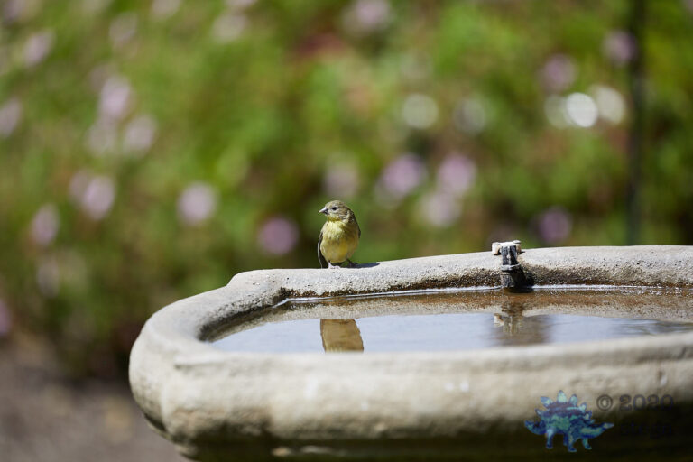 Lesser Goldfinch
