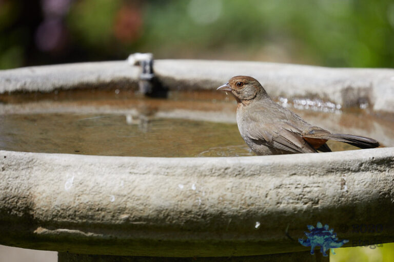 California Towhee