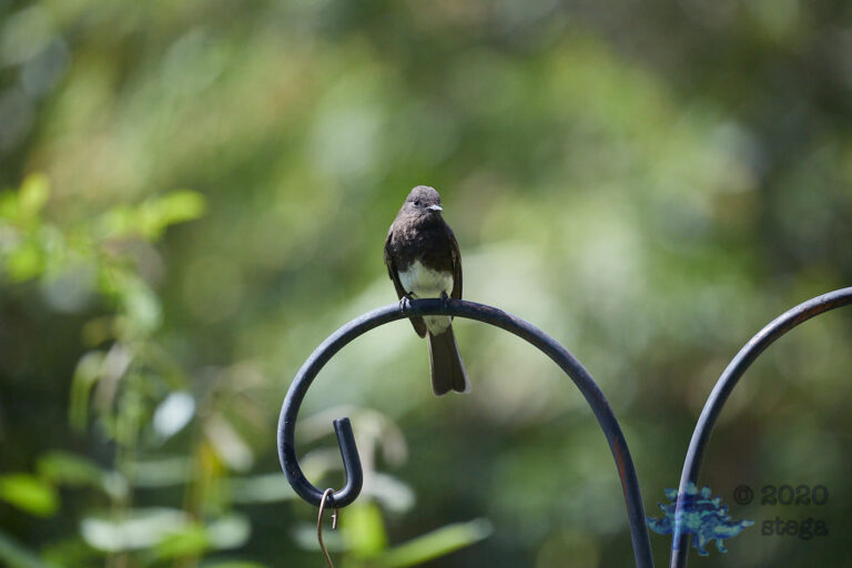 Black Phoebe