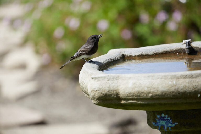 Black Phoebe