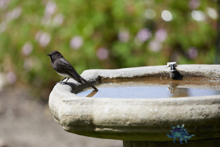 Black Phoebe