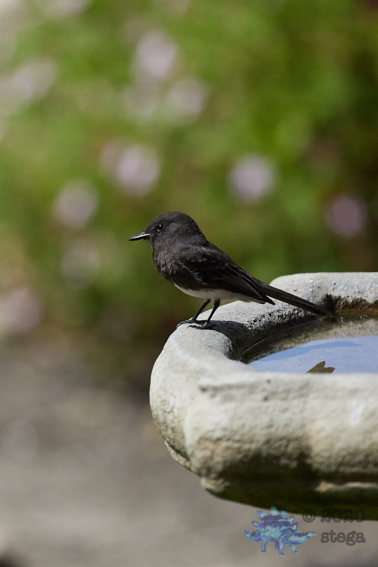 Black Phoebe