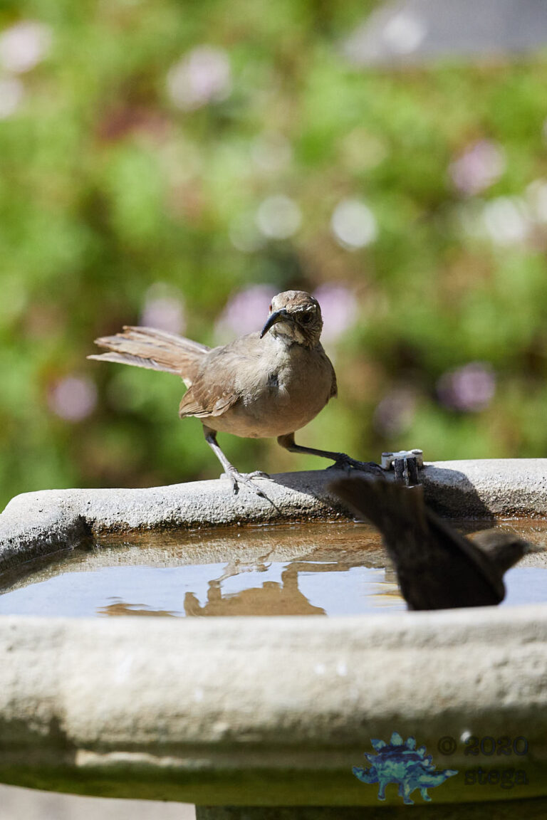 California Thrasher