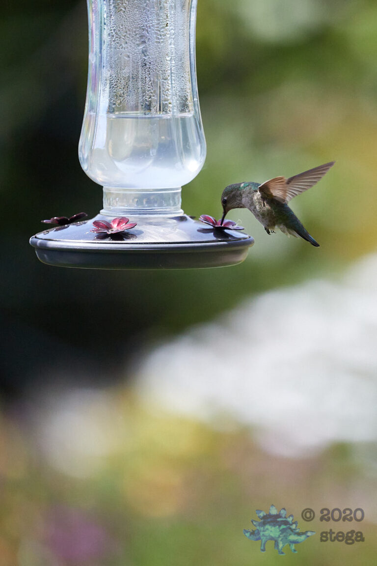 Anna’s Hummingbird