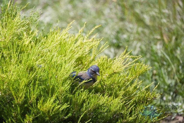 California Scrub Jay