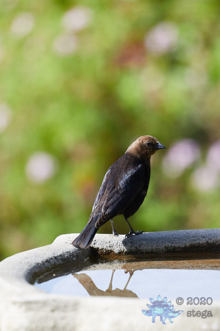 Brown-headed Cowbird