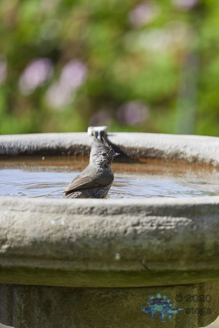 Oak Titmouse