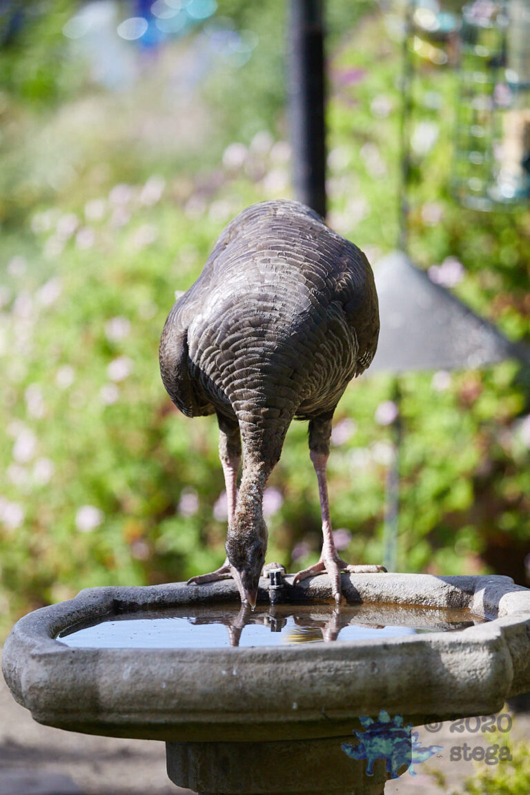 Wild Turkey