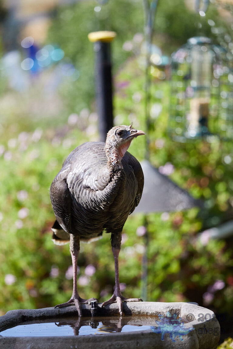 Wild Turkey