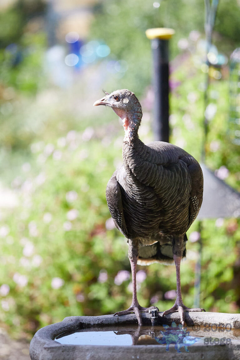 Wild Turkey