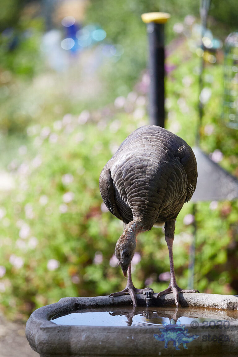 Wild Turkey