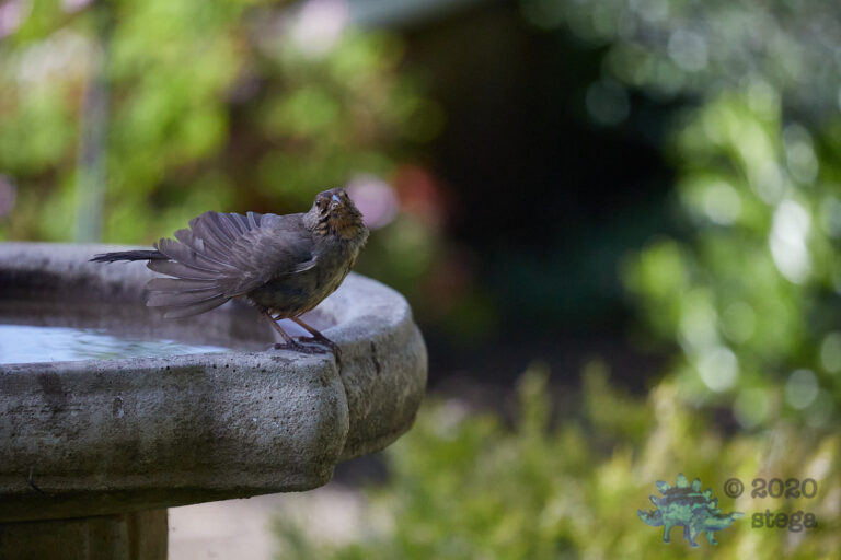 California Towhee