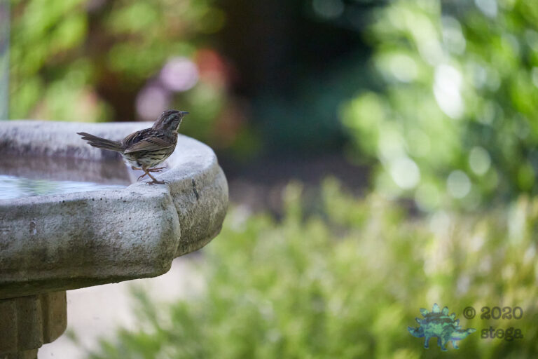 Song Sparrow