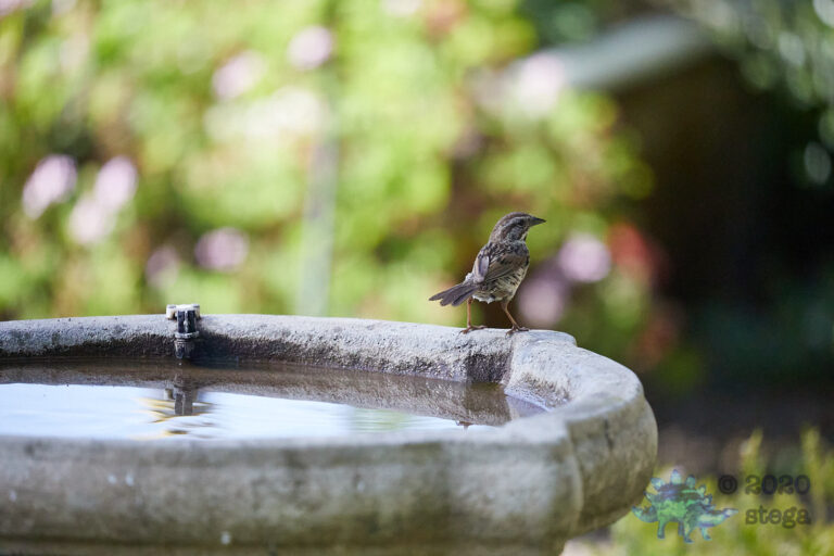 Song Sparrow