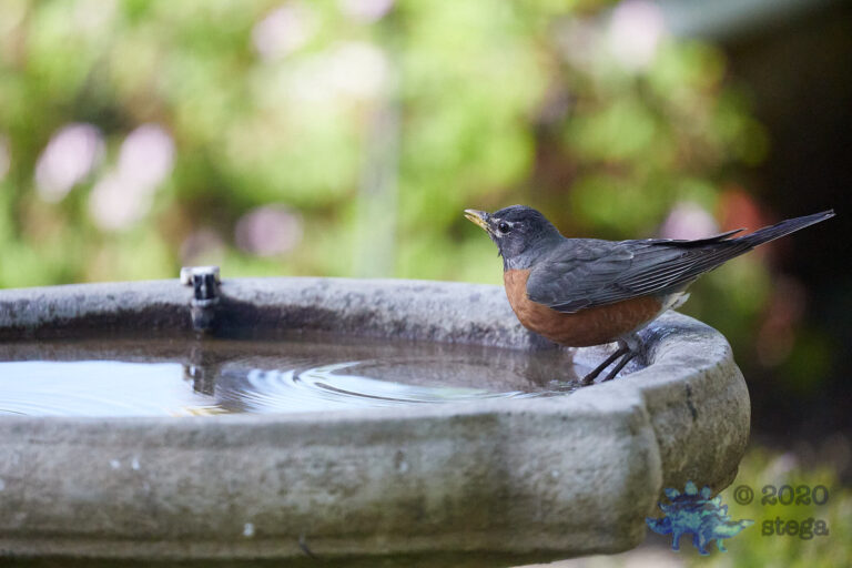 American Robin