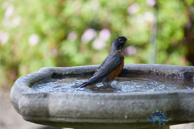American Robin