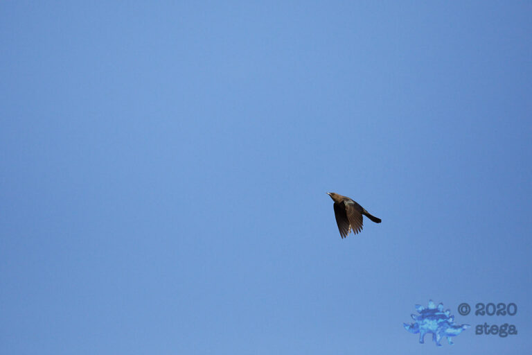 Brown-headed Cowbird