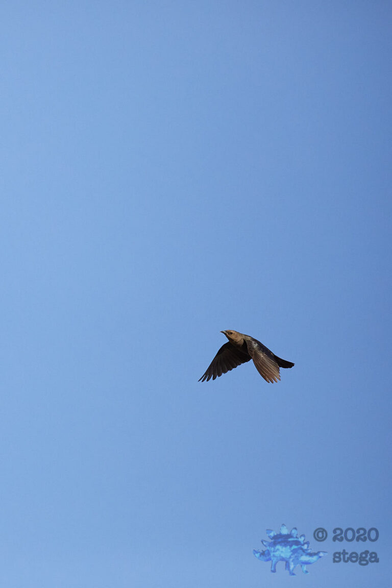 Brown-headed Cowbird