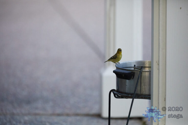 American Goldfinch