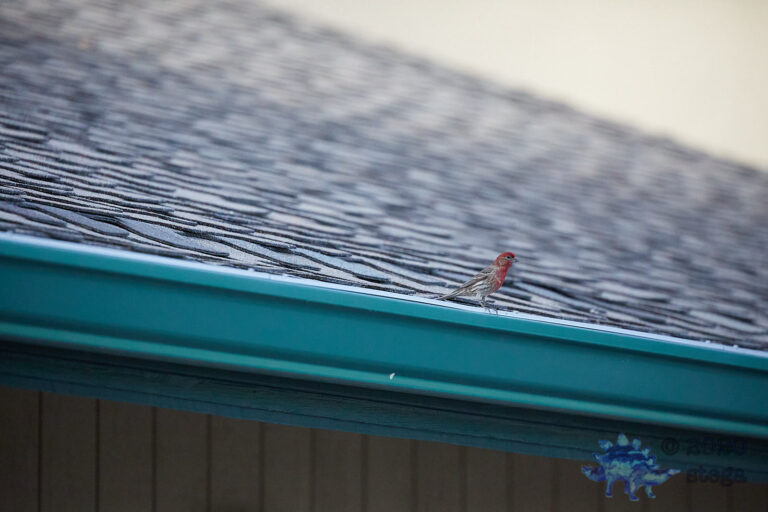 House Finch