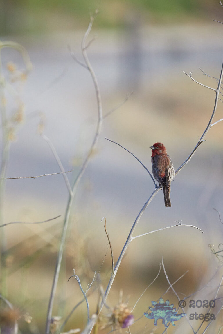 House Finch