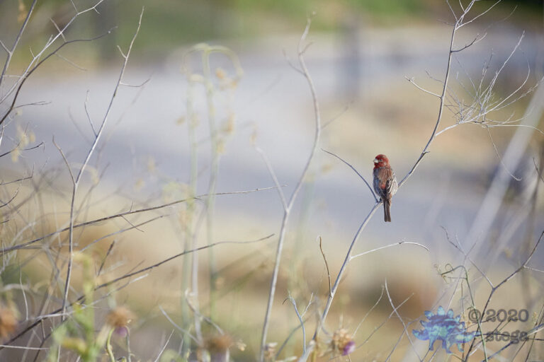 House Finch