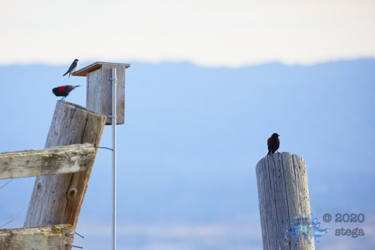 Tree Swallow and Red-Winged Blackbirds