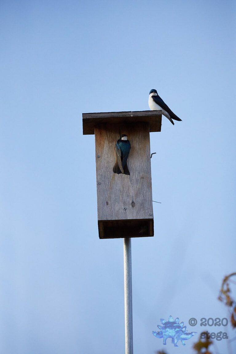 Outside: Tree Swallows