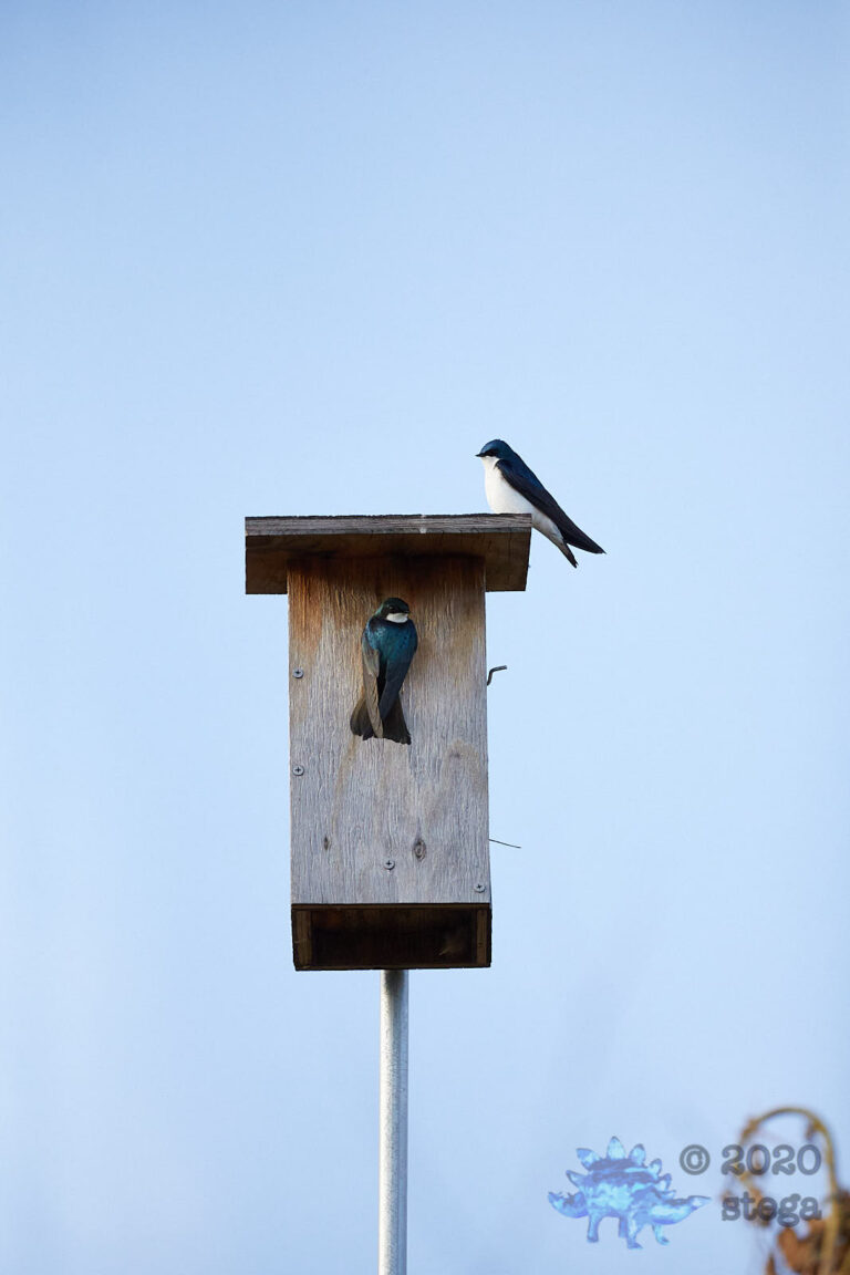 Tree Swallows