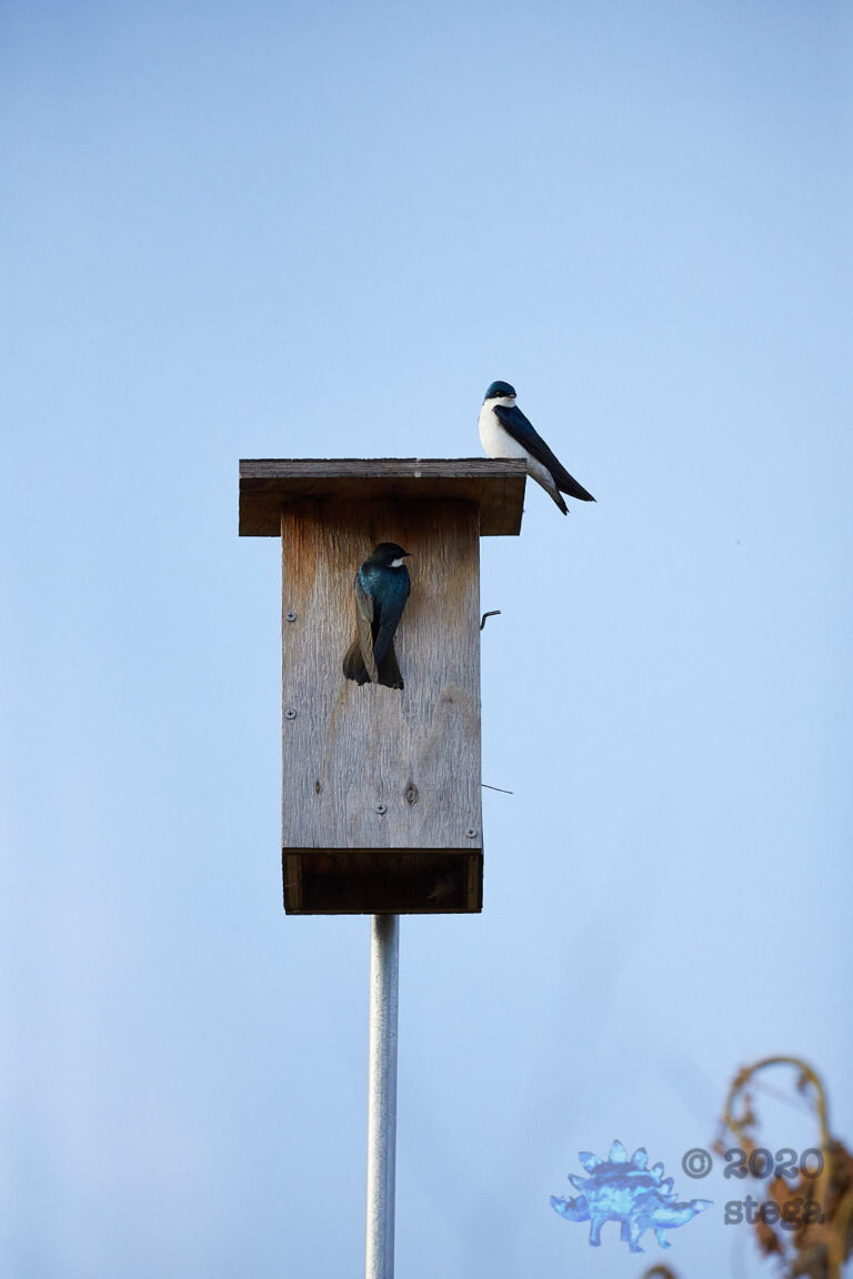 Tree Swallows