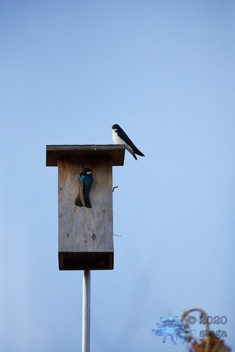 Outside: Tree Swallows