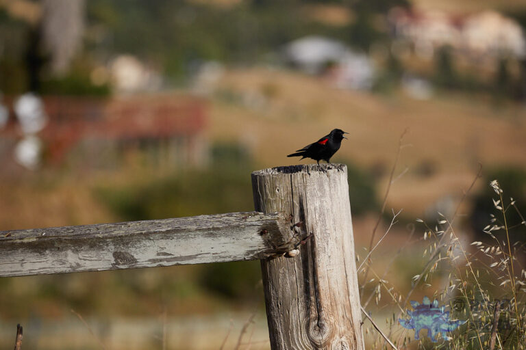 Red-winged Blackbird