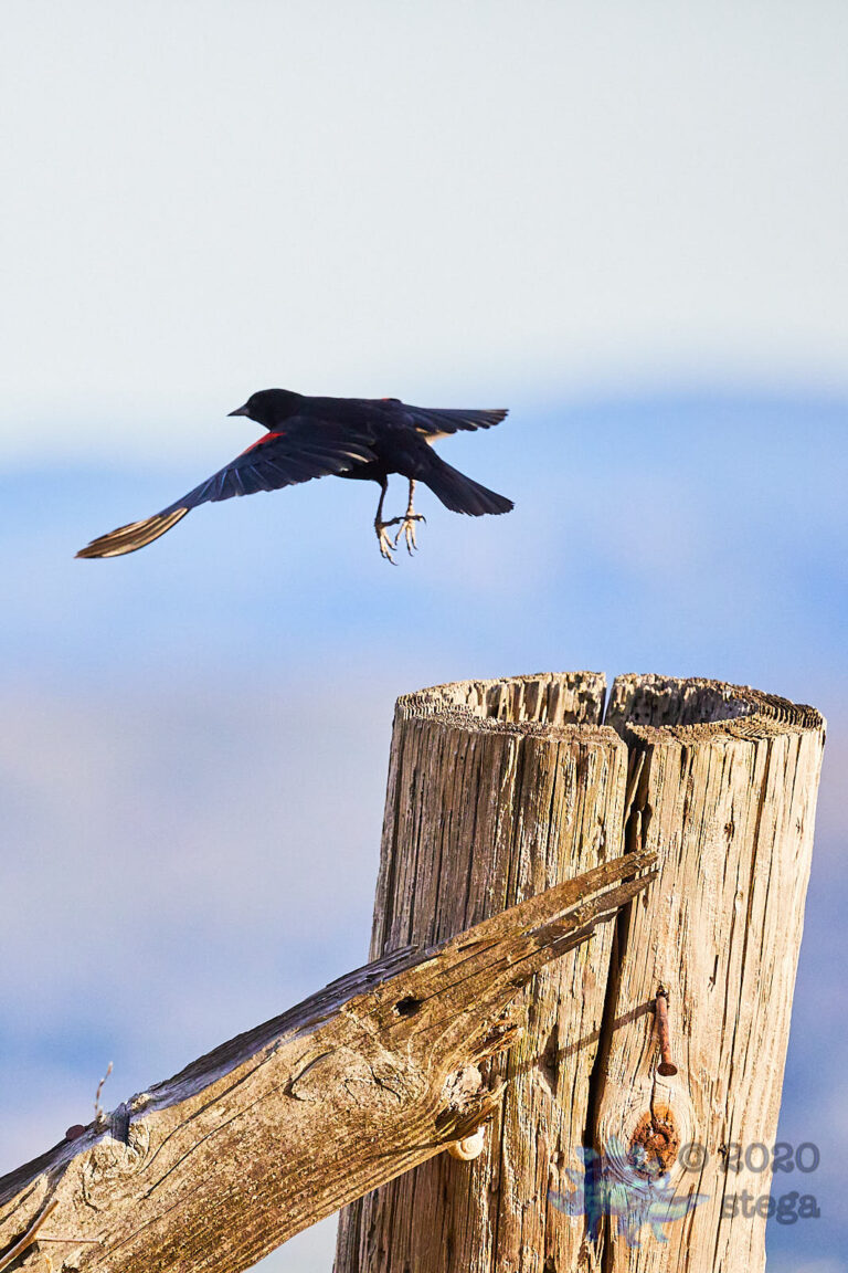 Red-winged Blackbird