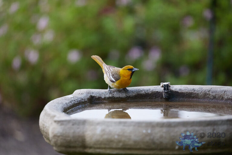 Bullock’s Oriole