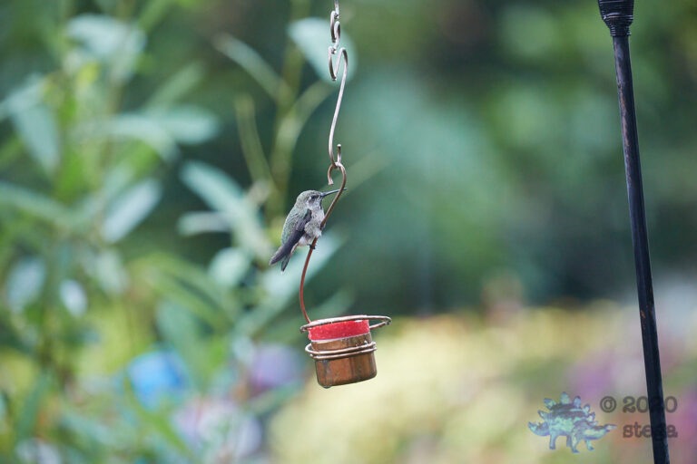 Allen’s Hummingbird